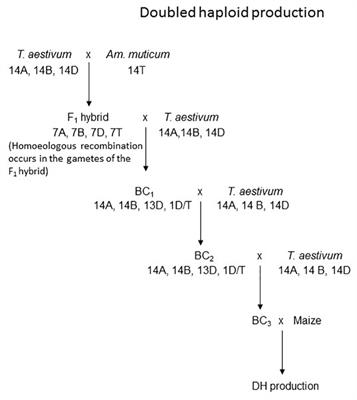 Development of Stable Homozygous Wheat/Amblyopyrum muticum (Aegilops mutica) Introgression Lines and Their Cytogenetic and Molecular Characterization